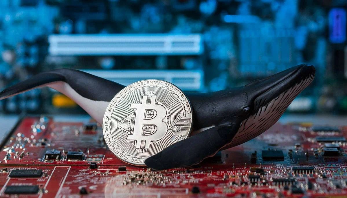 Whale Accumulation cryptocurrency